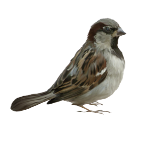 Sparrow PNG-20117